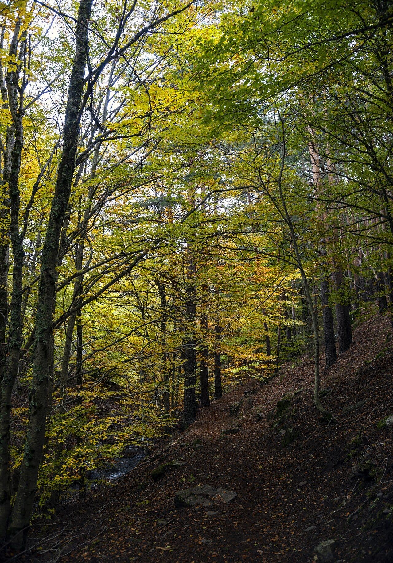 Sendero bajo las hayas en otoño