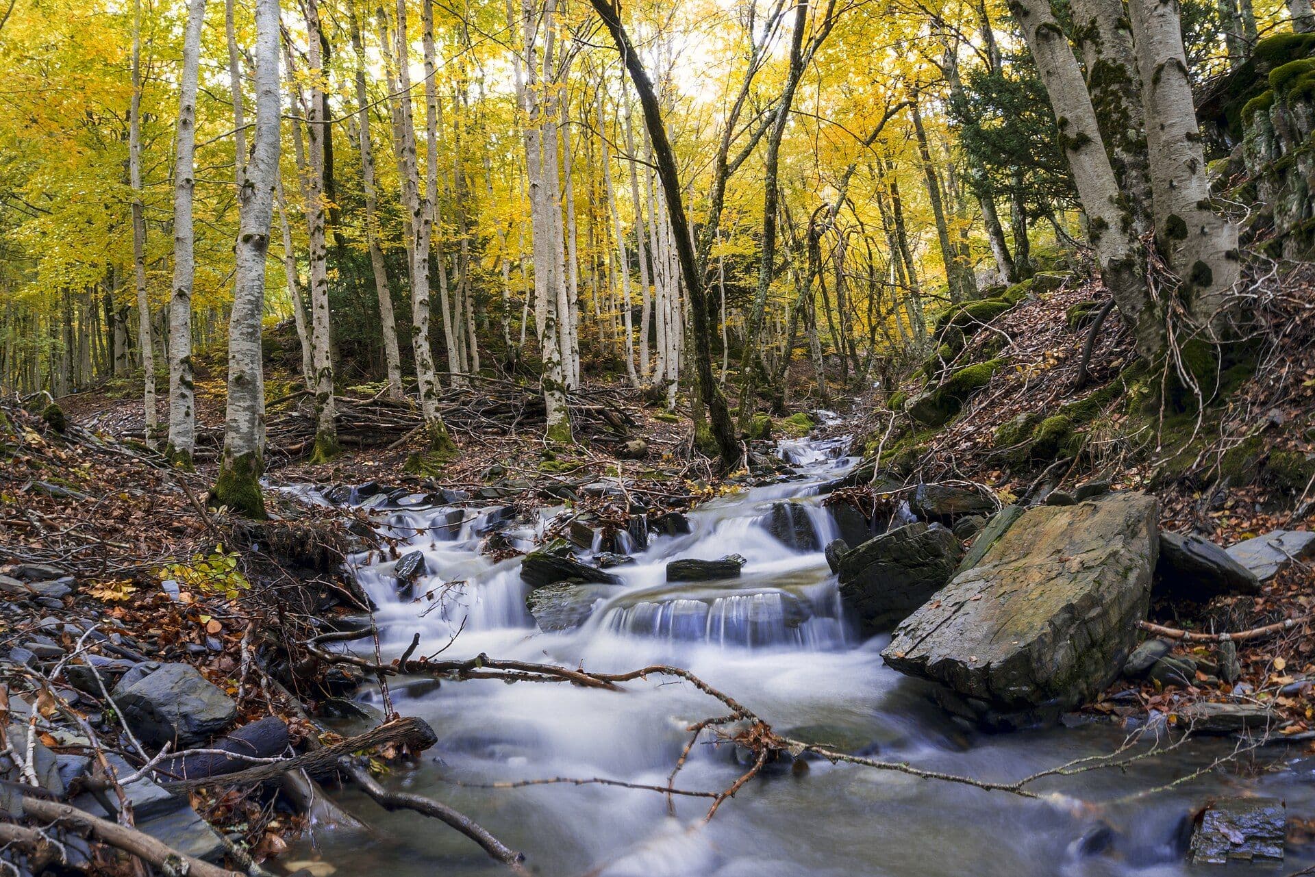 Ruisseau parmi les hêtres dorés à Tejera Negra