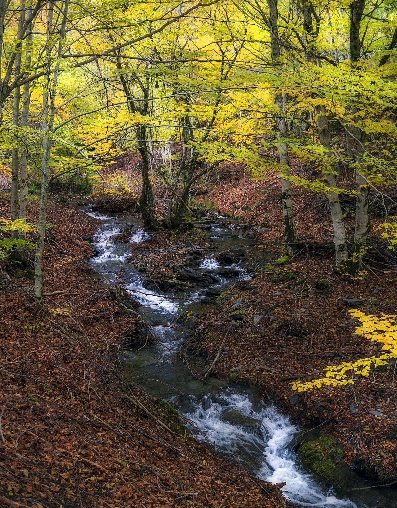 Ruisseau de la hêtraie aux feuilles d’automne