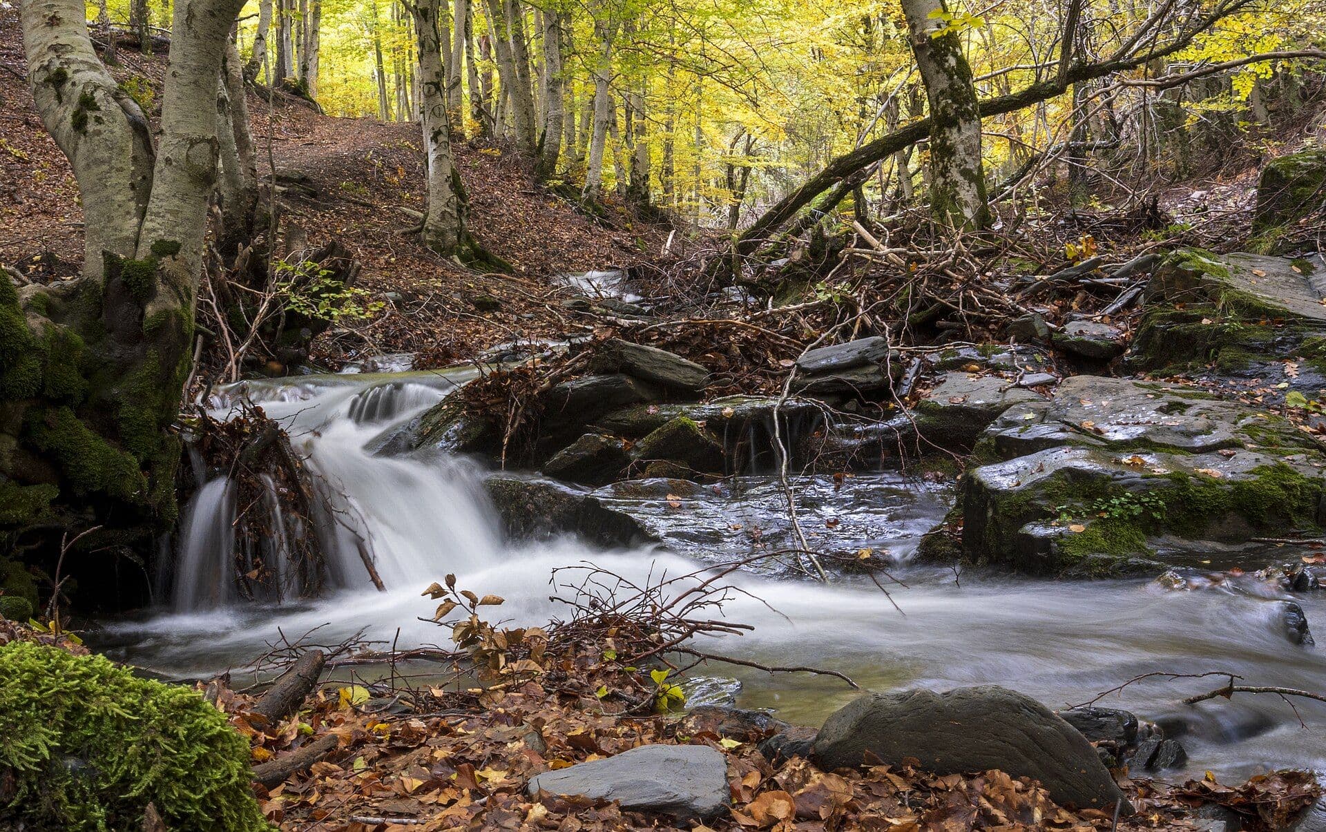 Cascade parmi les hêtres en automne, hêtraie de Tejera Negra