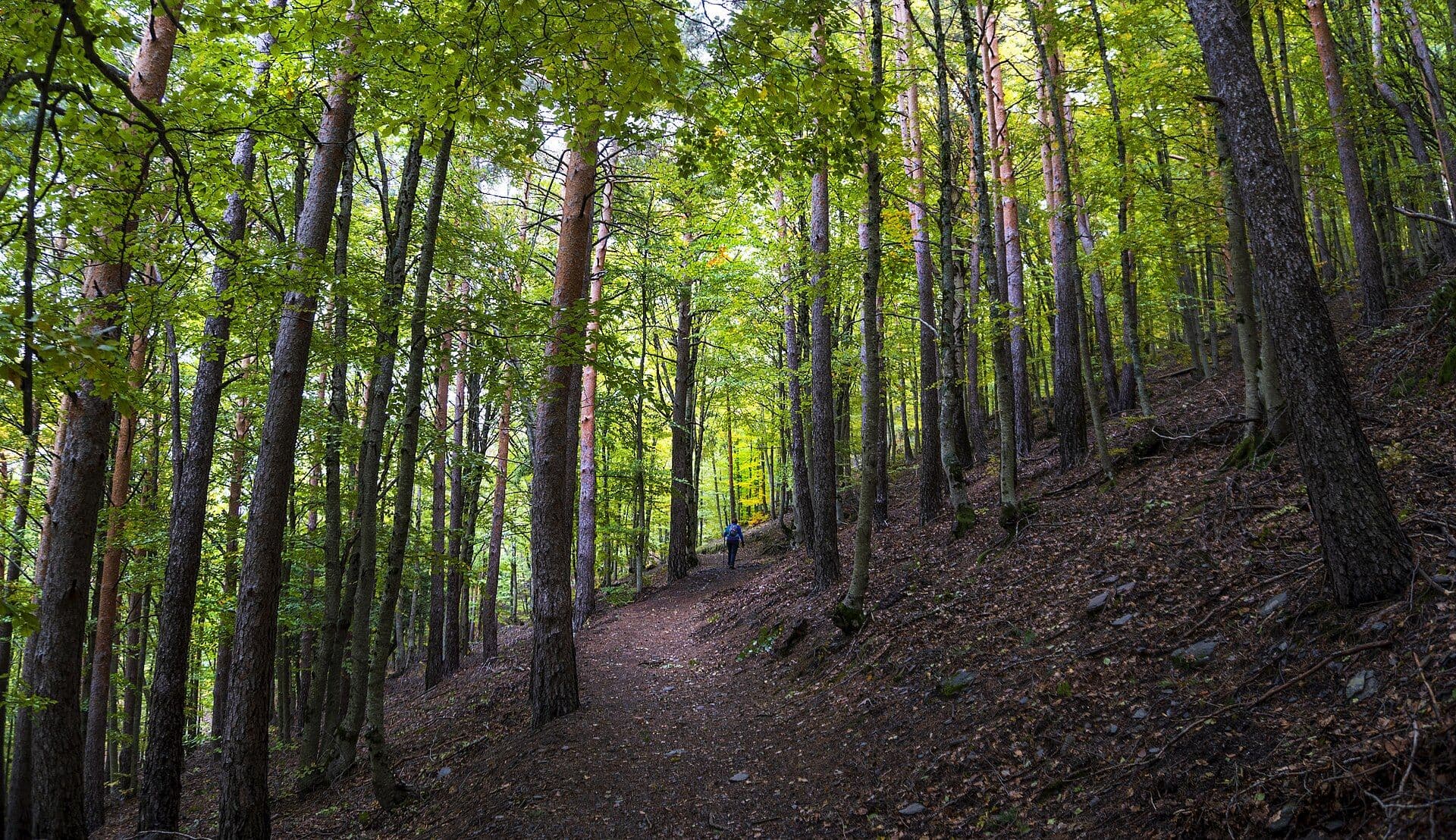 Sentier dans la forêt de Tejera Negra
