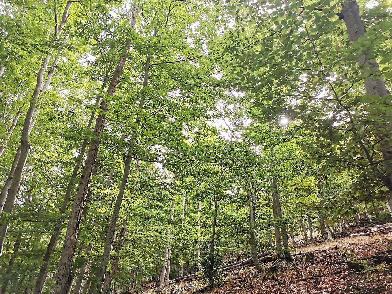 Feuillage vert des hêtres à la fin de l’été